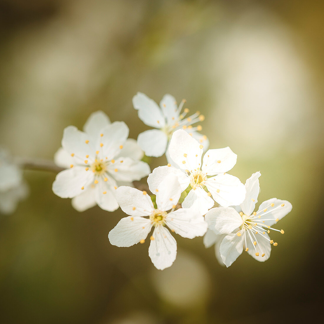 Flowers in spring