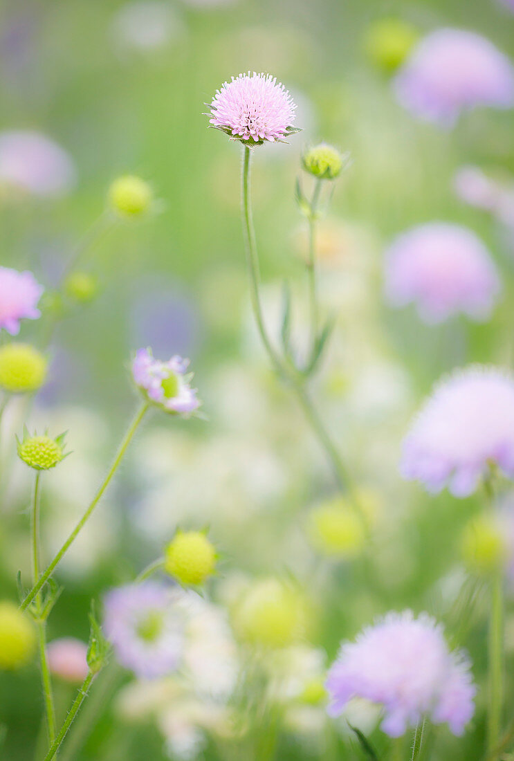 Flower on summer meadow