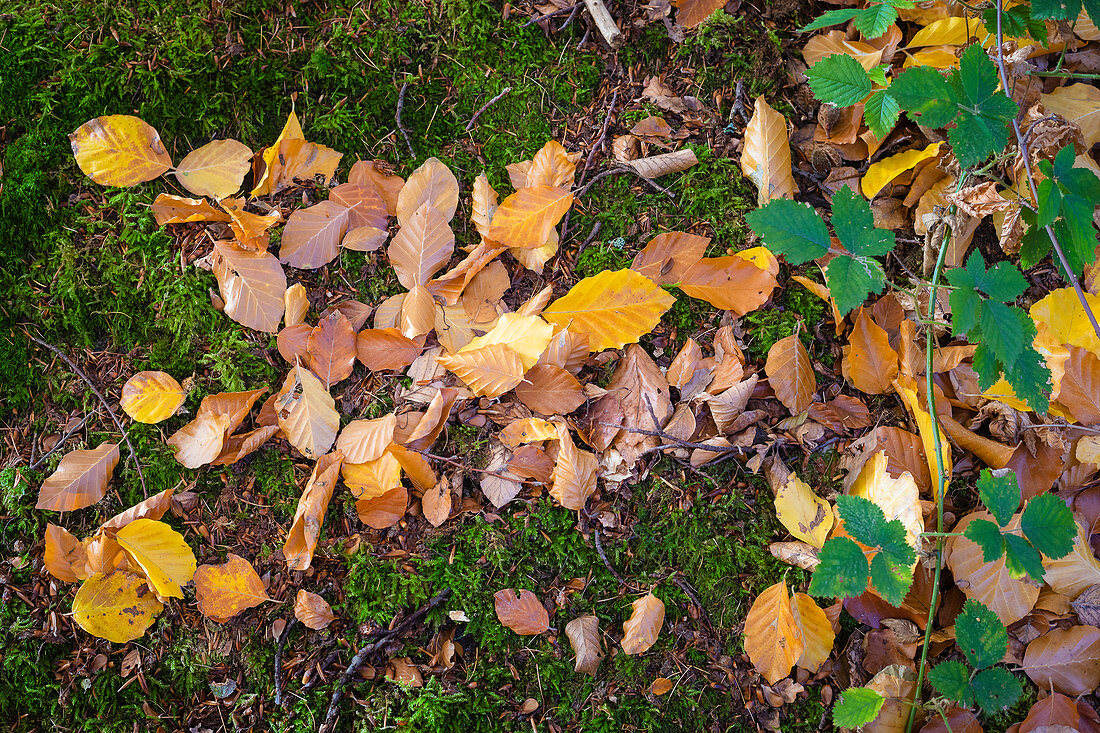Herbst im Wald, herbstliche Blätter, Odenwald, Hessen, Deutschland