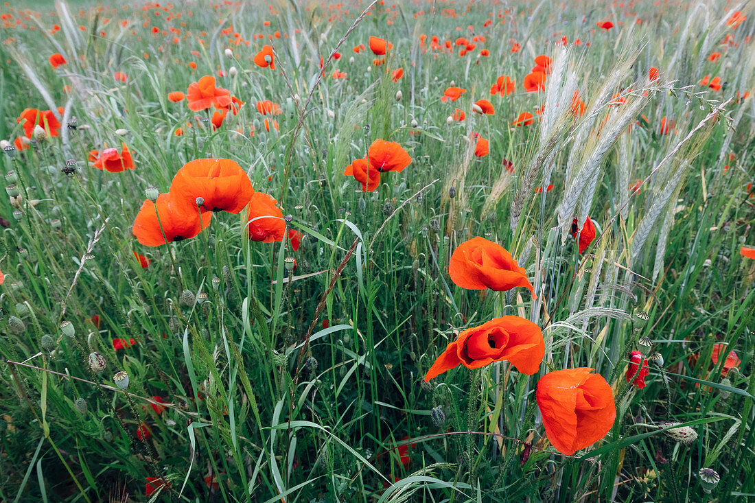 Mohnbume, Klatschmohn, Mohnblumenfeld, Hessen, Deutschland