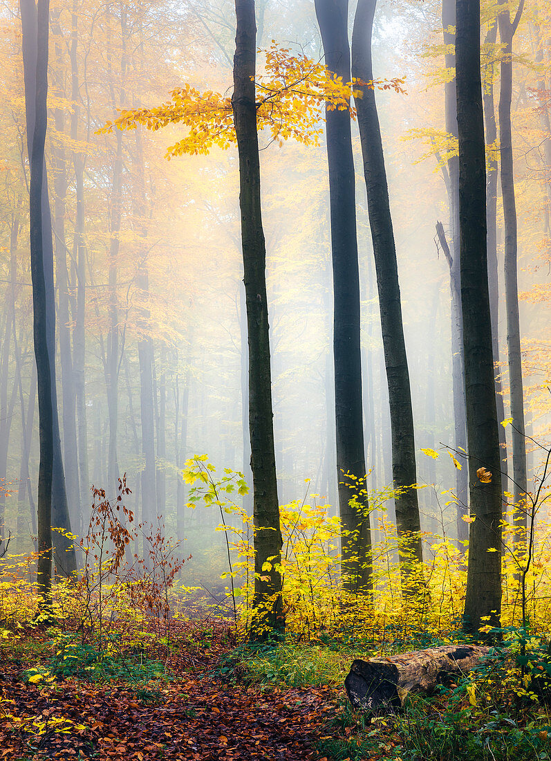 Autumnal fog in the forest, Herbstwald, Odenwald, Hessen, Germany