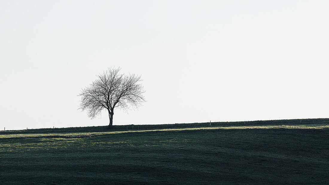 Einzelner Baum auf einem Feld, Odenwald, Hessen, Deutschland