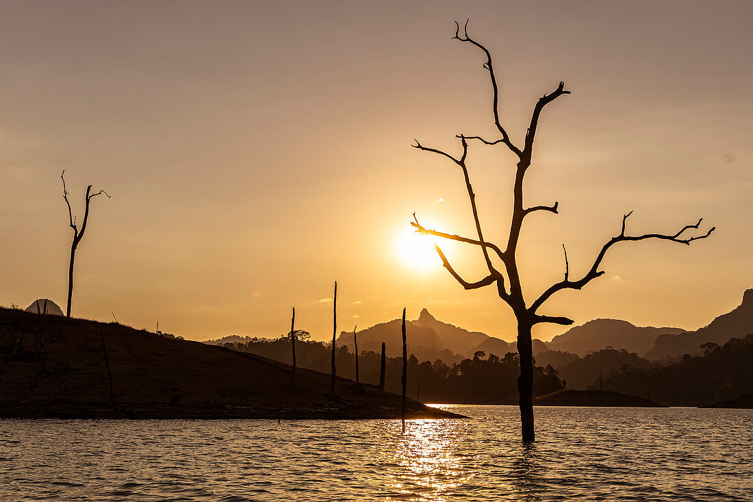 Dead trees in the water during boat trip on Ratchaprapha Lake in the evening light, Khao Sok National Park, Khao Sok. Thailand