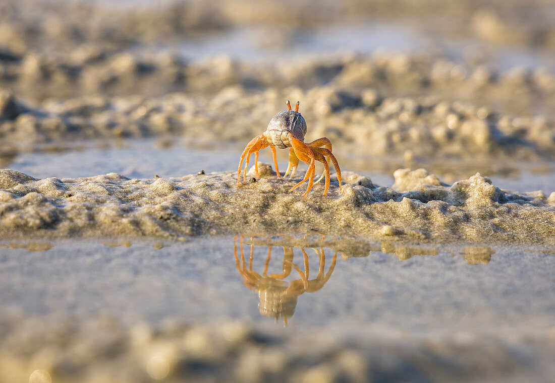 Krabbe spiegelt sich im Wasser bei Ebbe in der Buffalo Bay, Koh Phayam, Thailand