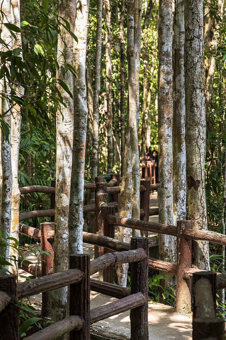 Path through jungle to the Emerald Pool, Sa Morakot National Park, Krabi Region, Thailand