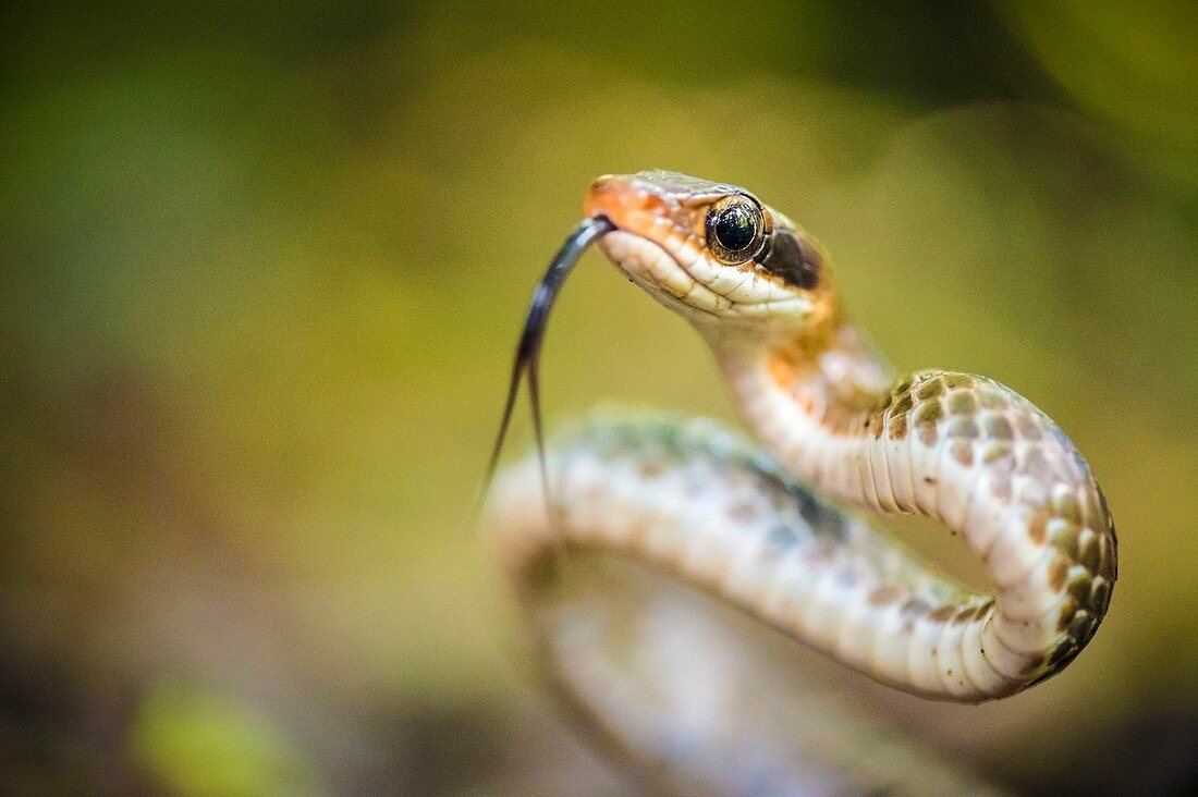 France, Guyana, French Guyana Amazonian Park, heart area, Mount Itoupe, rainy season, snake (Chironius fuscus) out his tongue, litter undergrowth