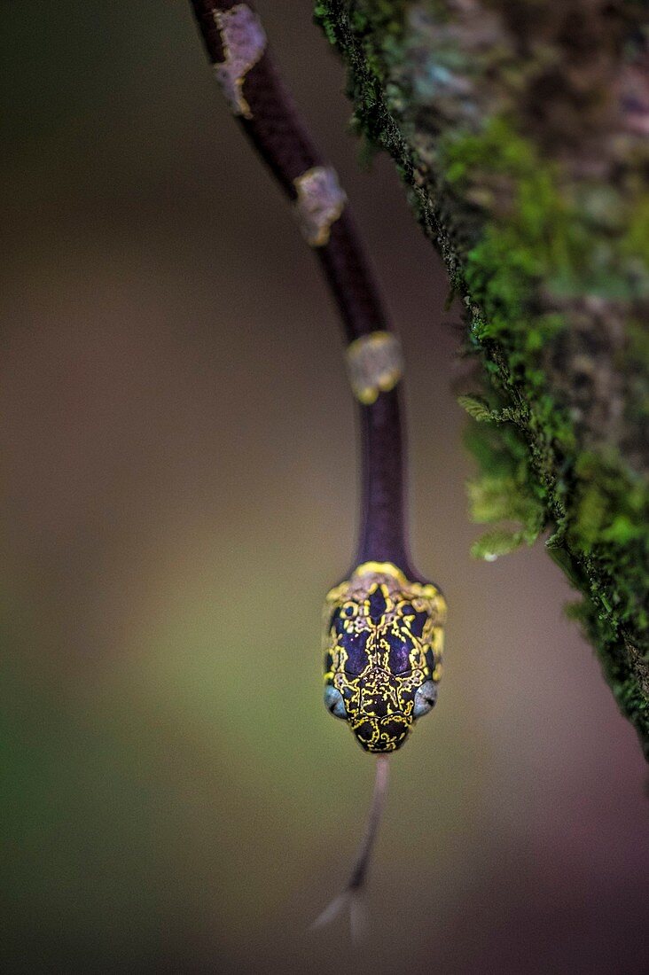 France, Guyana, French Guyana Amazonian Park, heart area, Mount Itoupe, rainy season snake (Dipsas indica) juvenile on a branch