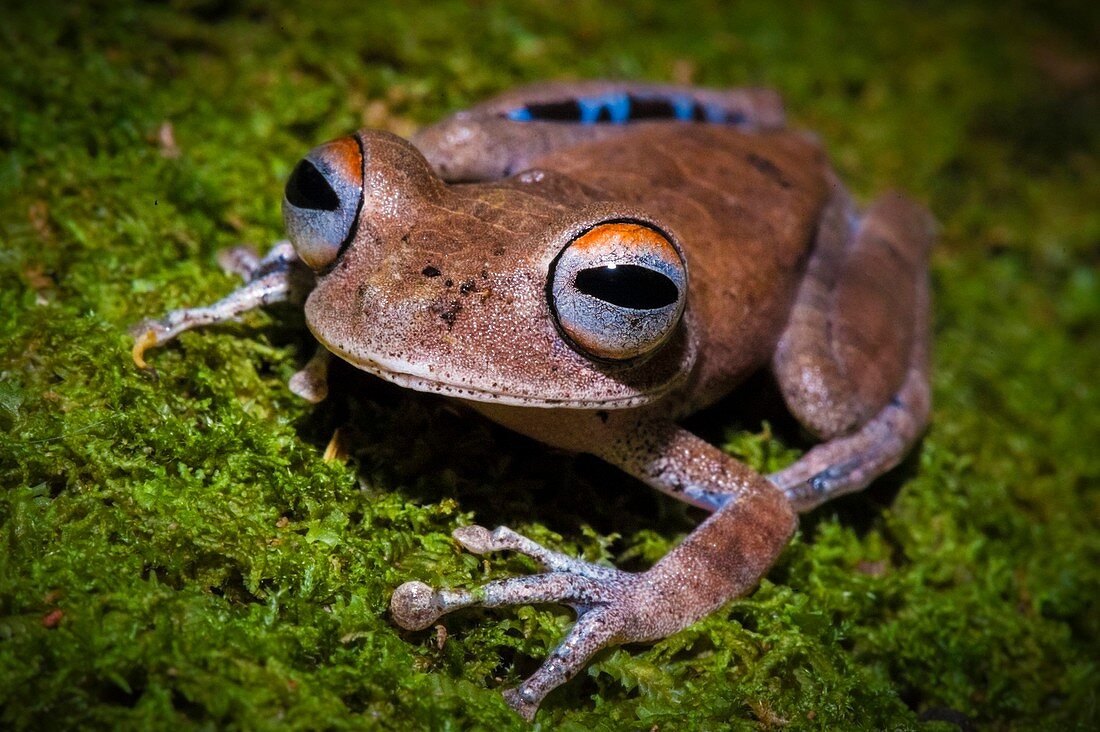 France, Guyana, French Guyana Amazonian Park, heart area, Mount Itoupe, rainy season, frog (Hypsiboas dentei) endemic in eastern Guiana Shield on a sheet