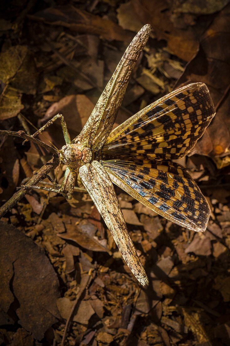 France, Guyana, French Guyana Amazonian Park, heart area, Mount Itoupe, rainy season, grasshopper intimidation parade on litter undergrowth