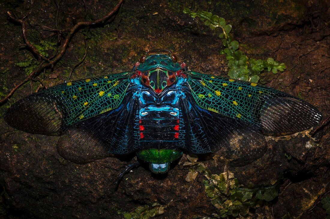 Frankreich, Guayana, Amazonaspark Französisch-Guyana, Kerngebiet, Mount Itoupe, Regenzeit, Fulgore (Fulgoridae) auf Unterholz