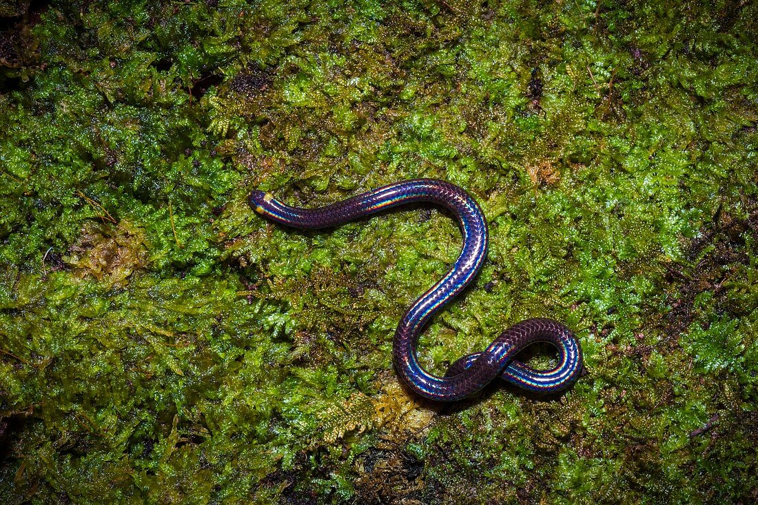 France, Guyana, French Guyana Amazonian Park, heart area, Mount Itoupe, rainy season, burrowing snake on a mossy trunk (Epictia collaris)