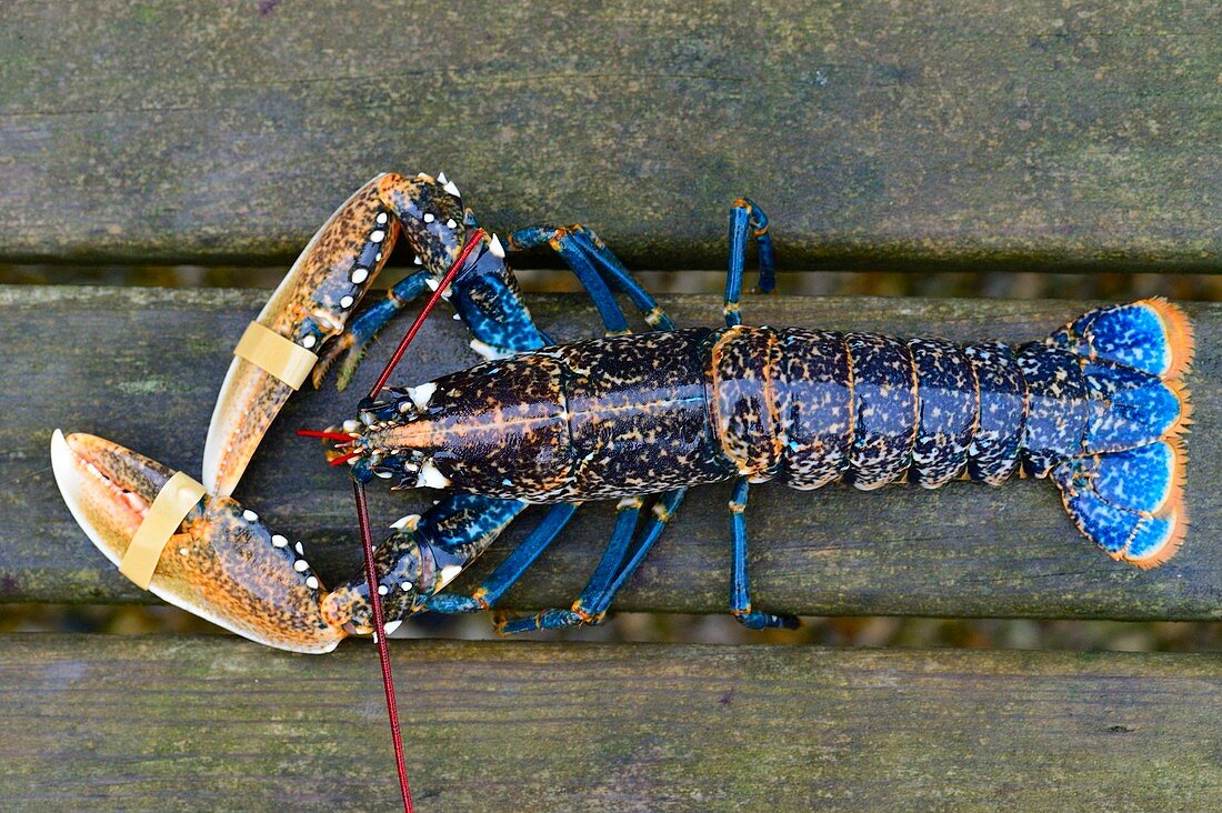 France, Finistere, Morlaix Bay, Carantec, blue lobster