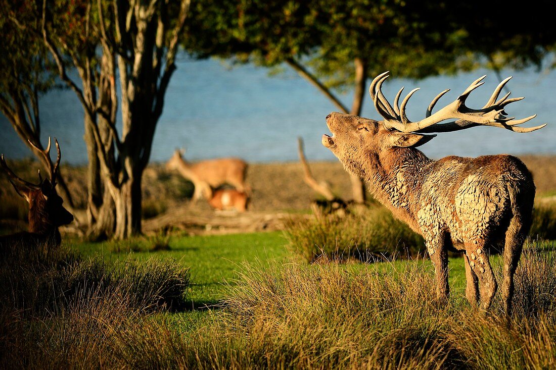 France, Moselle, Rhodes, Sainte Croix wildlife park, deer (Cervus elaphus) male during the period of belling