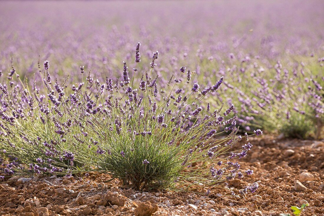 Frankreich, Alpes-de-Haute-Provence, Regionaler Naturpark Verdon, Valensole-Hochebene, junges Lavendelfeld