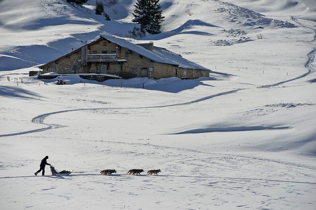 France, Haute-Savoie, la Clusaz, dog sled ride on the Aravis pass