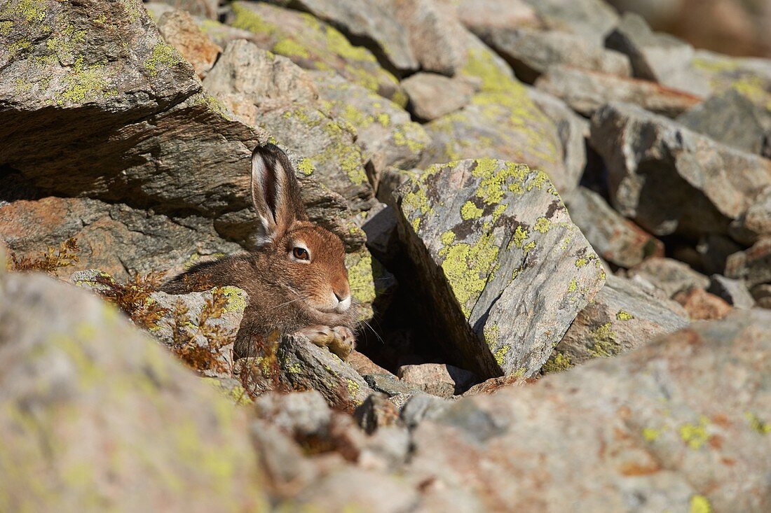 France, Haute-Savoie, Chamonix, variable hare (Lepus timidus) in the Aiguilles Rouges range