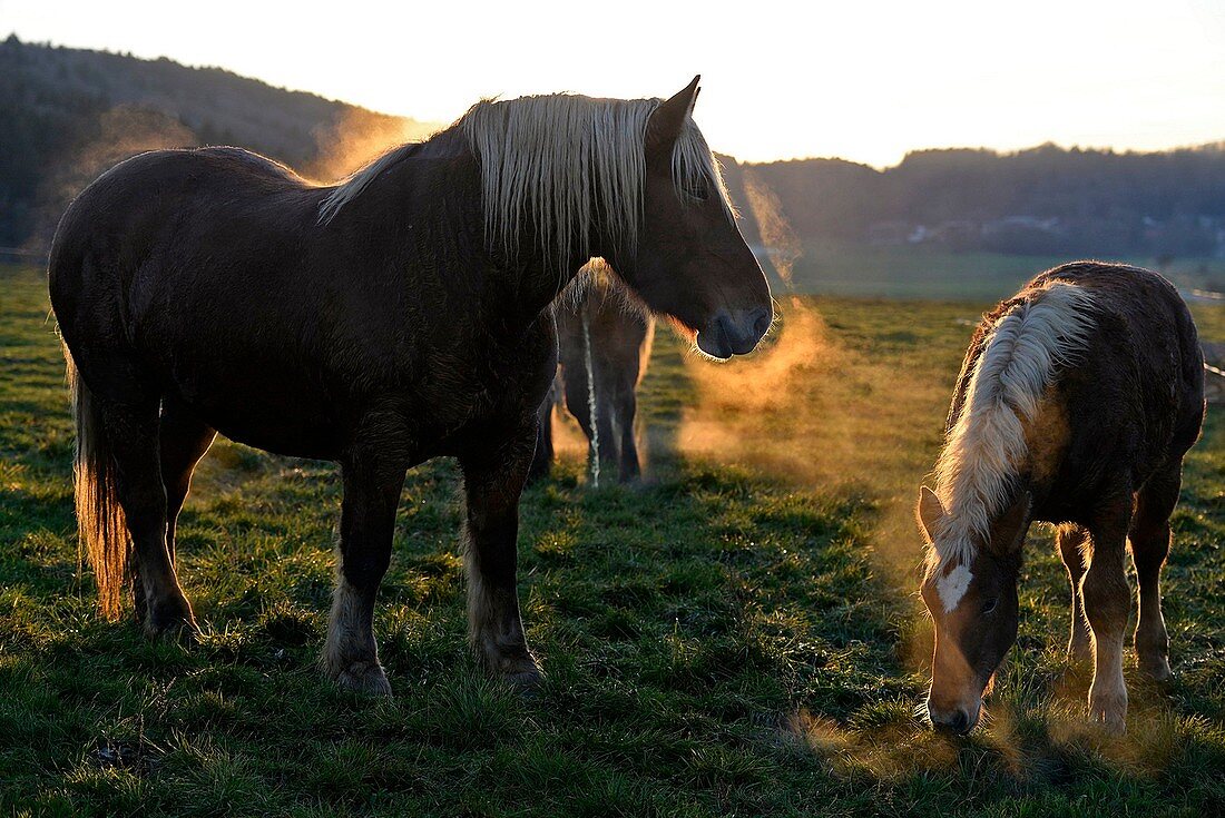 Frankreich, Doubs, Comtois Pferde auf der Wiese bei Sonnenuntergang