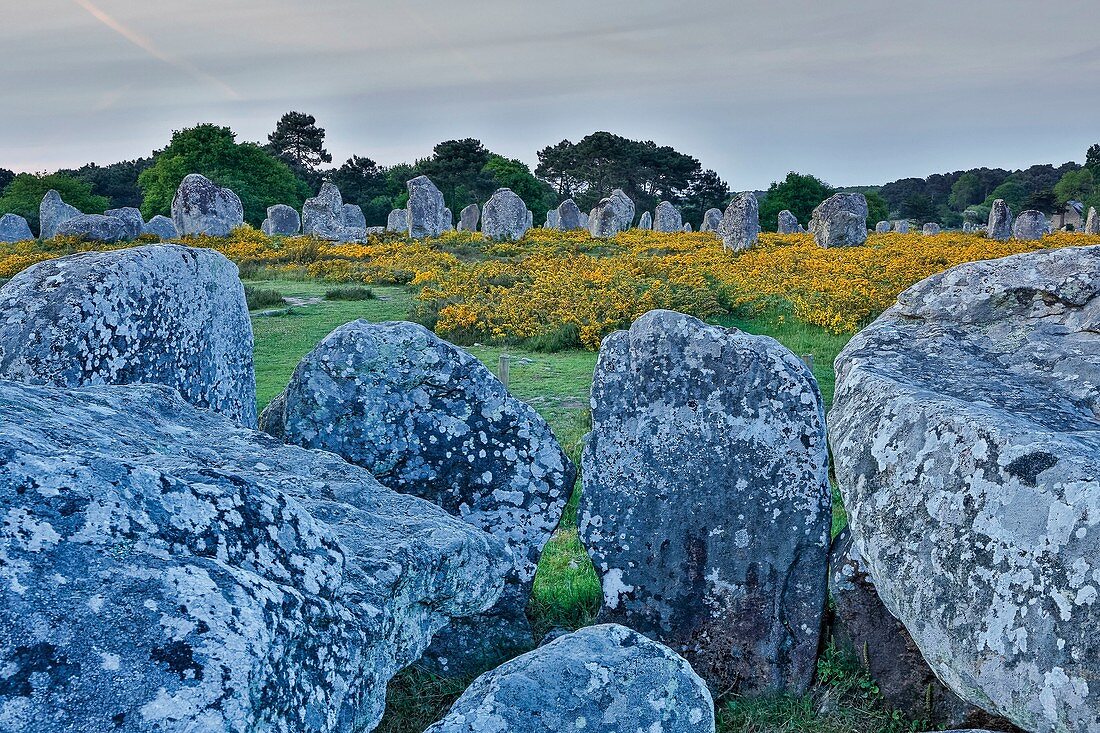 Frankreich, Morbihan, Golf von Morbihan, Carnac, Ausrichtung der Megalithen von Carnac, Ausrichtung der Menhire im Heidekraut