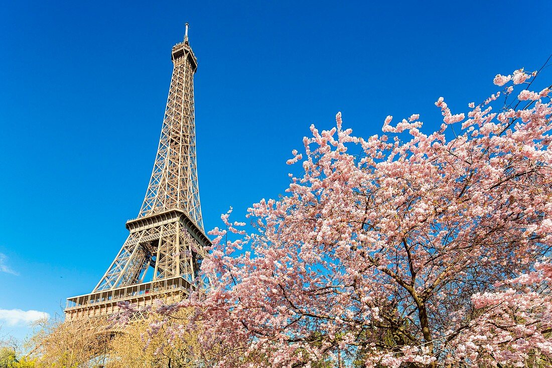 France, Paris, area listed as World Heritage by UNESCO, Champs de Mars, the Eiffel Tower in spring with cherry blossom