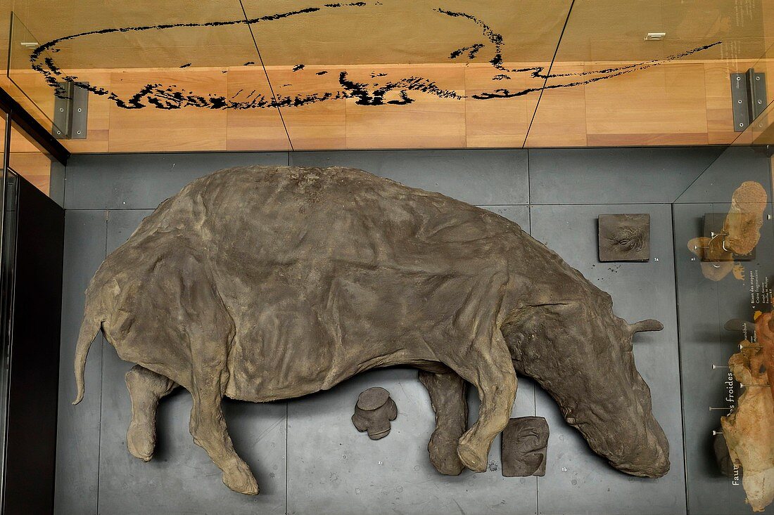 Frankreich, Dordogne, Périgord Noir, Vézère-Tal, Les Eyzies-de-Tayac-Sireuil, UNESCO-Weltkulturerbe, Nationalmuseum für Vorgeschichte, Forms eines Wollnashorns (Coelodonta antiquitatis) von vor rund 30.000 Jahren, das im Permafrost gefunden wurde.