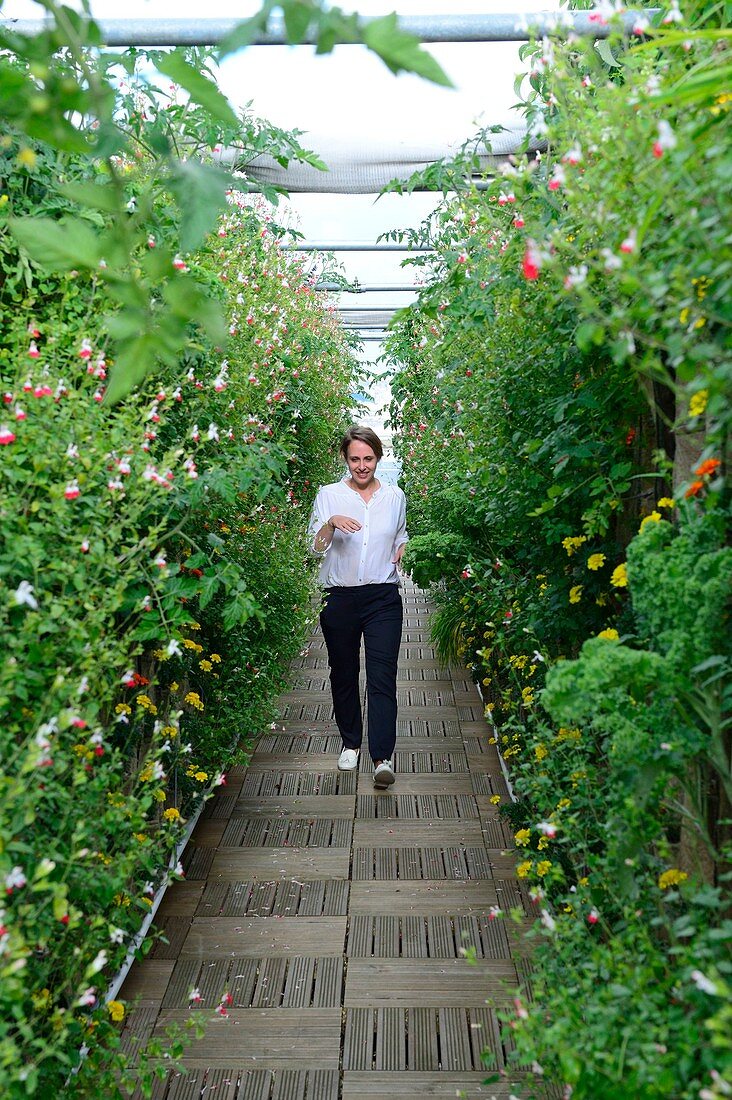 France, Paris, Hausmann bvd, the garden of the Galeries Lafayette store roof, 1000 m2 of soilless culture, urban greening project dedicated to the cultivation of strawberries, raspberries, edible flowers and aromatic plants