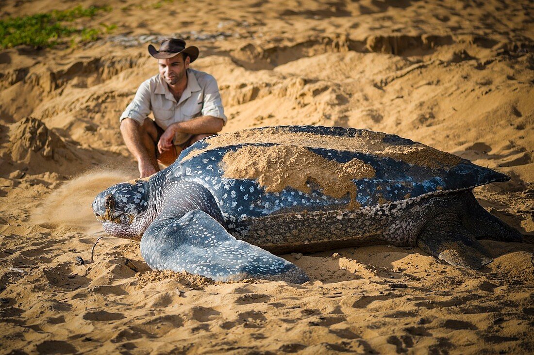 Französisch-Guayana, Cayenne, Strand von Gosselin, weibliche Lederschildkröte (Dermochelys coriacea) kehrt nach dem Nisten am frühen Morgen zum Atlantik zurück