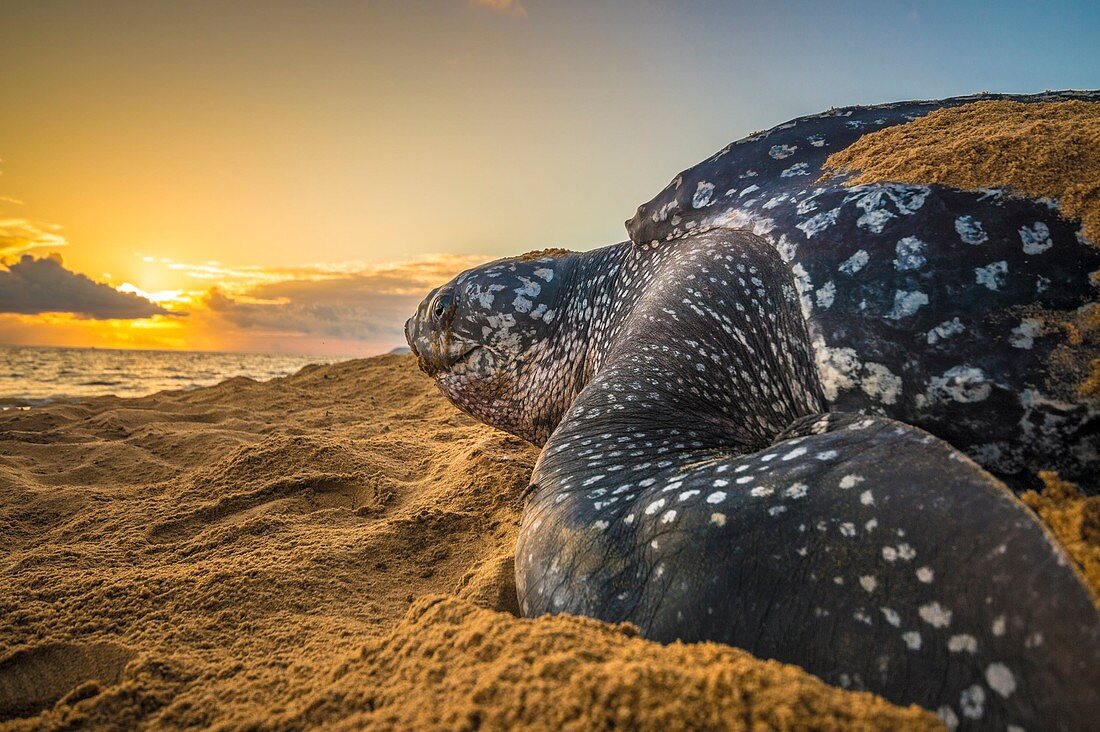 Französisch-Guayana, Cayenne, Strand von Gosselin, nistende weibliche Lederschildkröte (Dermochelys coriacea) am Morgen