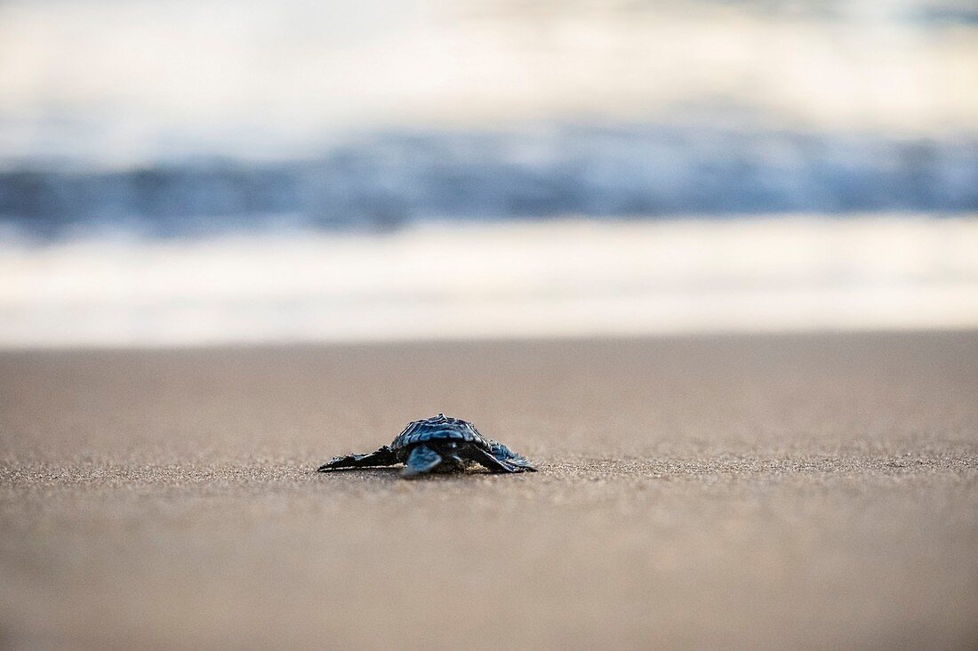 Französisch-Guayana, Cayenne, Strand von Remire-Montjoly, Oliv-Bastard-Jungschildkröte (Lepidochelys olivacea) beim Verlassen des Nests am frühen Morgen auf dem Weg zum Ozean