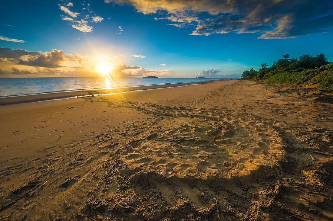 France, Guiana, Cayenne, Rémire-Montjoly beach, return track to the Atlantic Ocean of a female leatherback turtle (Dermochelys coriacea) after nesting in the early morning