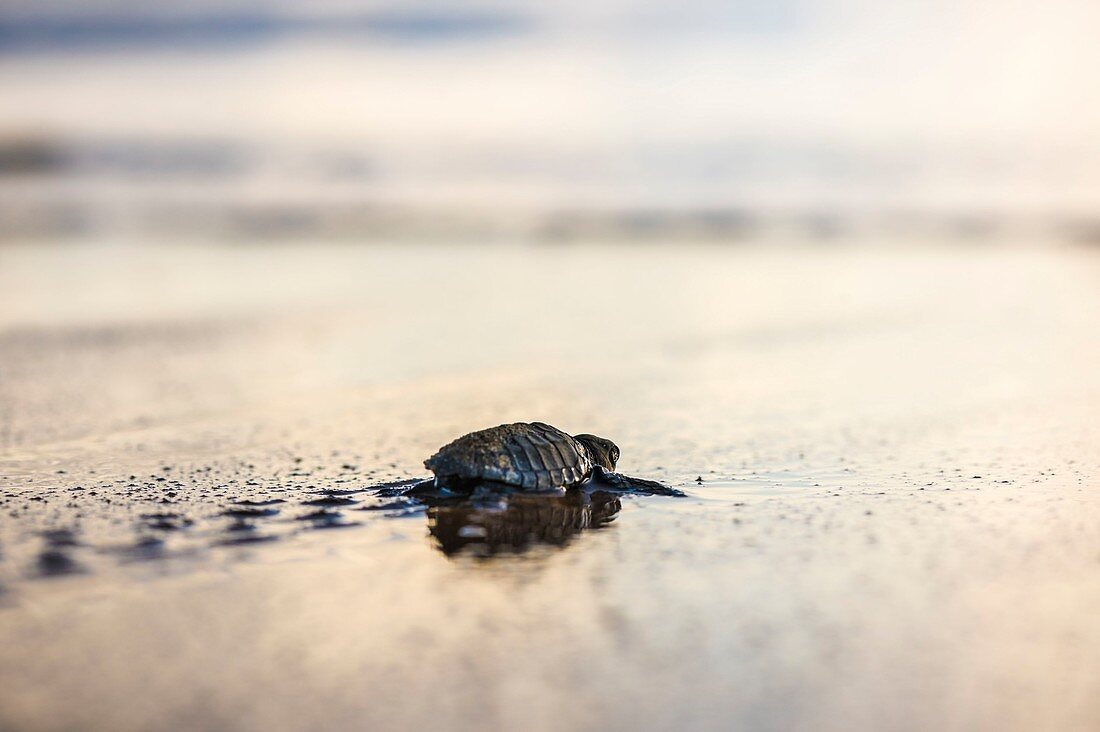 Französisch-Guayana, Cayenne, Strand von Remire-Montjoly, Oliv-Bastard-Jungschildkröte (Lepidochelys olivacea) beim Verlassen des Nests am frühen Morgen auf dem Weg zum Ozean