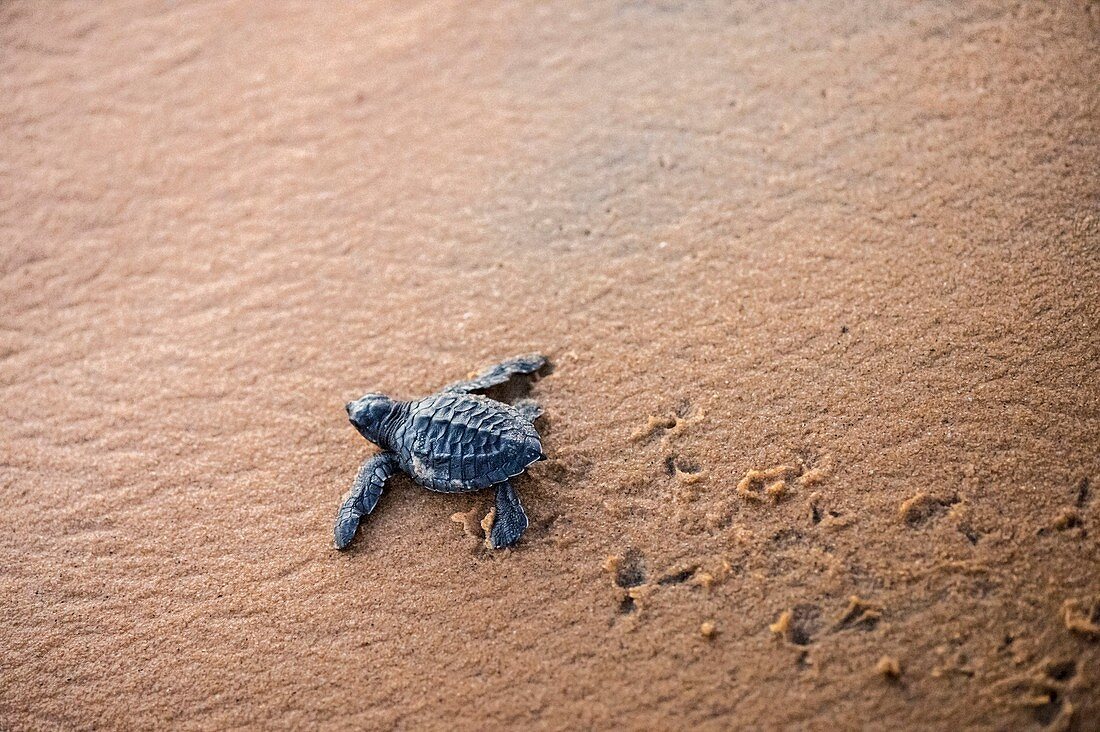 France, Guiana, Cayenne, Remire-Montjoly beach, olive Ridley juvenile turtle (Lepidochelys olivacea) leaving the nest to reach the ocean in the early morning