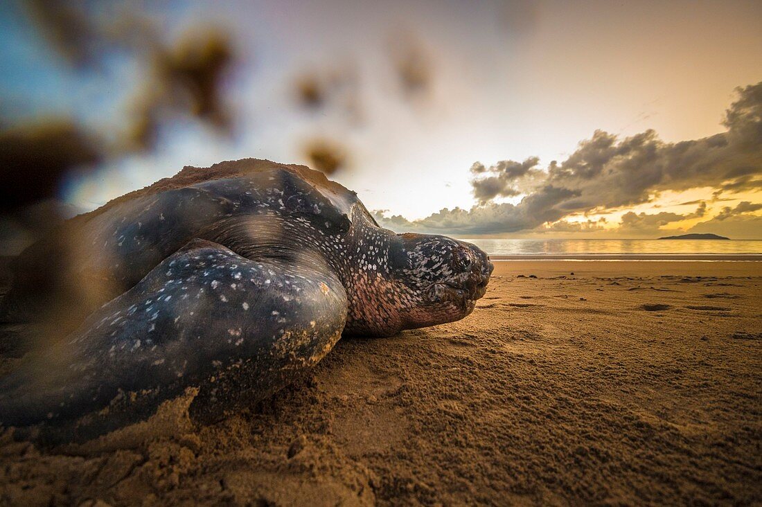 Französisch-Guayana, Cayenne, Strand von Rémire-Montjoly, nistende weibliche Lederschildkröte (Dermochelys coriacea) am Morgen