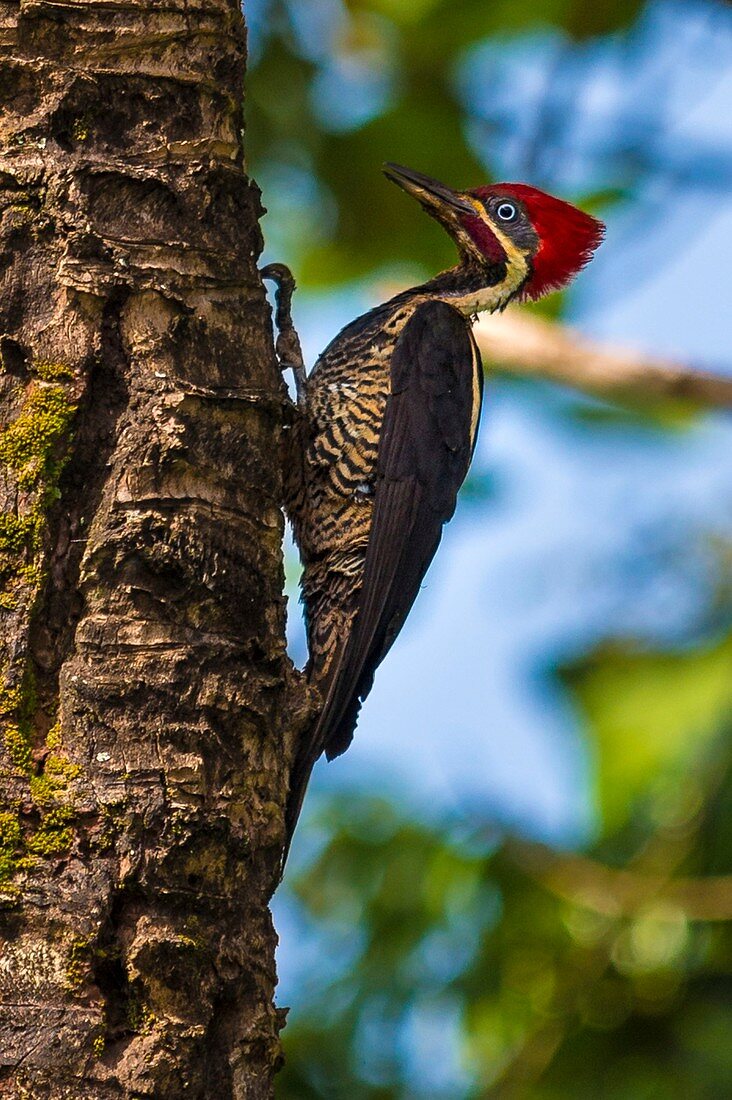 France, Guiana, Cayenne, Rémire-Montjoly, Lineated Woodpecker (Dryocopus lineatus)