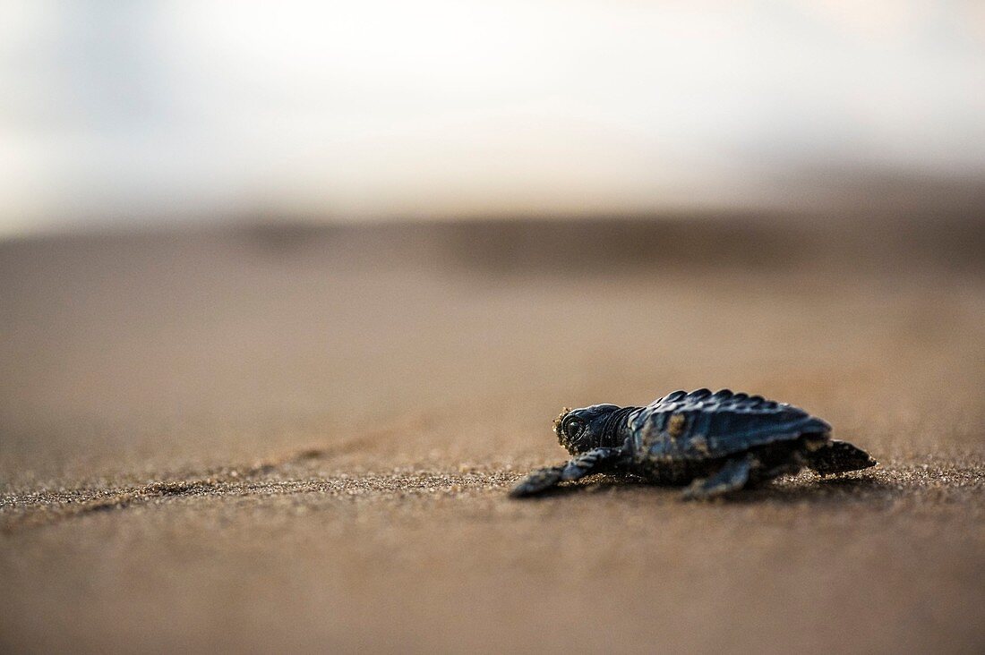 France, Guiana, Cayenne, Remire-Montjoly beach, olive Ridley juvenile turtle (Lepidochelys olivacea) leaving the nest to reach the ocean in the early morning