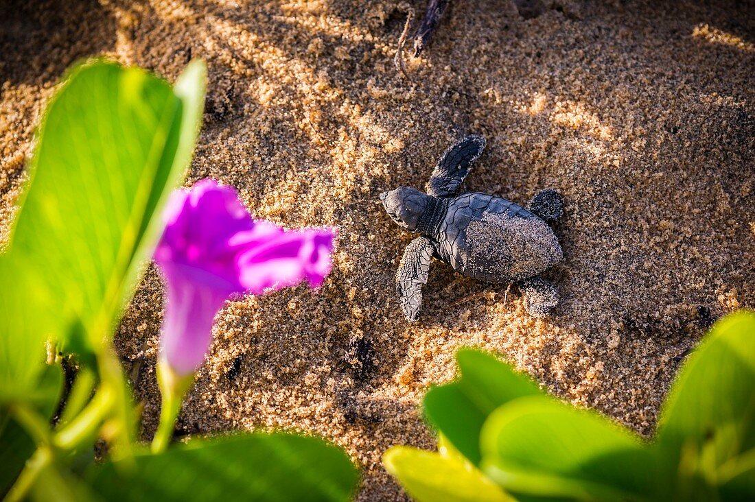 France, Guiana, Cayenne, Remire-Montjoly beach, olive Ridley juvenile turtle (Lepidochelys olivacea) leaving the nest to reach the ocean in the early morning