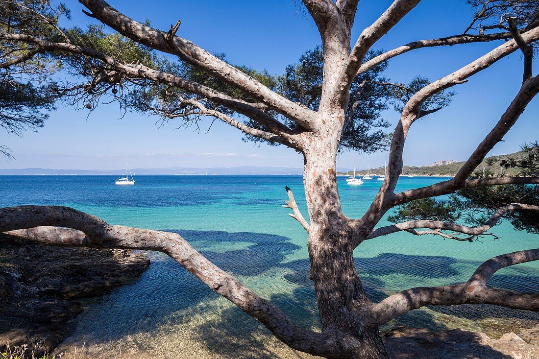 France, Var, Iles d'Hyeres, national park of Port-Cros, Island of Porquerolles, the beach of Coutarde