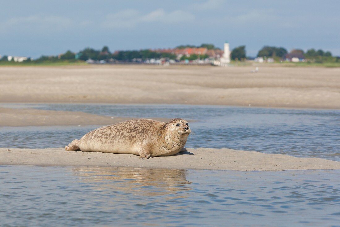 France, Somme, Baie de Somme, seal front of lighthouse Hourdel