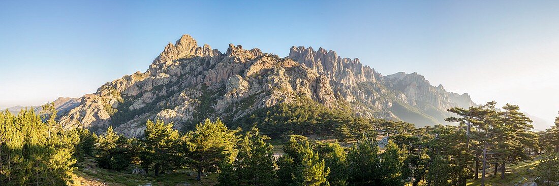 Frankreich, Corse-du-Sud, Quenza, Wald der Korsischen Kiefer (Pinus Nigra Corsicana) am Kragen von Bavella (1218 m), im Hintergrund die Aiguilles von Bavella (alt max: 1855 m)