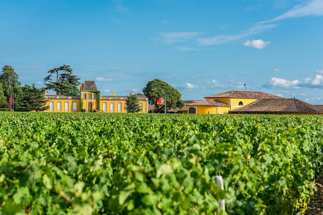 France, Gironde, Saint-Estephe, Chateau Lafon-Rochet, vineyard of 41 ha, AOC Saint-Estephe