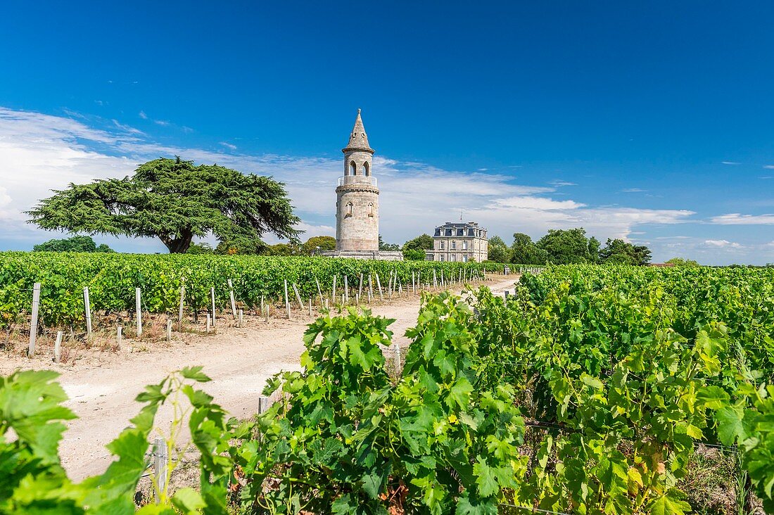 Frankreich, Gironde, Begadan, Château La Tour de By, 94 ha Weingut (AOC Médoc), Mitglied der Union des Grands Crus de Bordeaux, der Turm, ehemaliger Leuchtturm von 1825 und die 1865 gepflanzte Zeder.