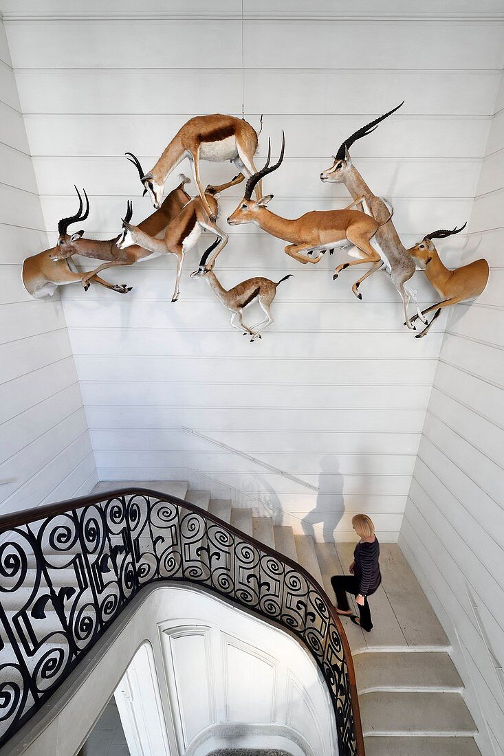 Frankreich, Charente-Maritime, La Rochelle, das Museum für Naturgeschichte (Muséum Lafaille), ausgestopfte Antilopen, die über die große Treppe springen