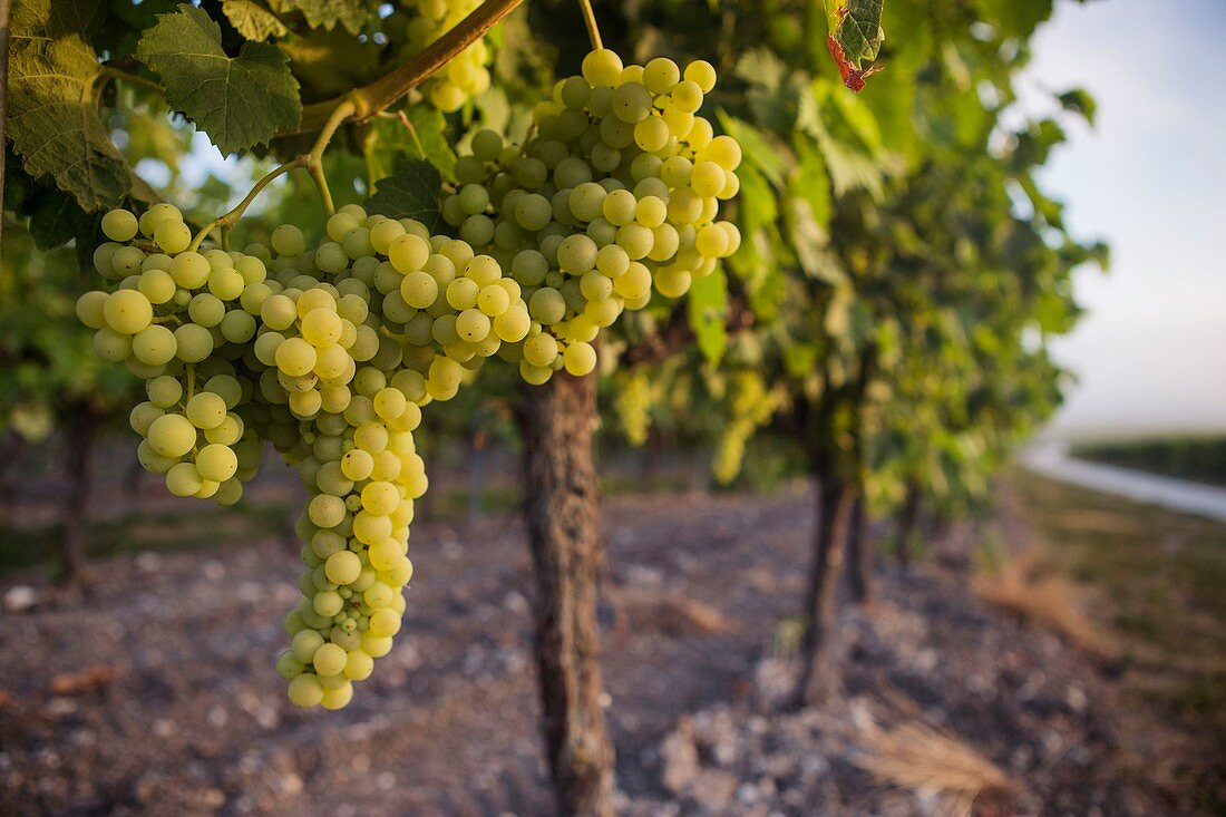 France, Charente, Bouteville, Cognac vineyard, Saint Paul church