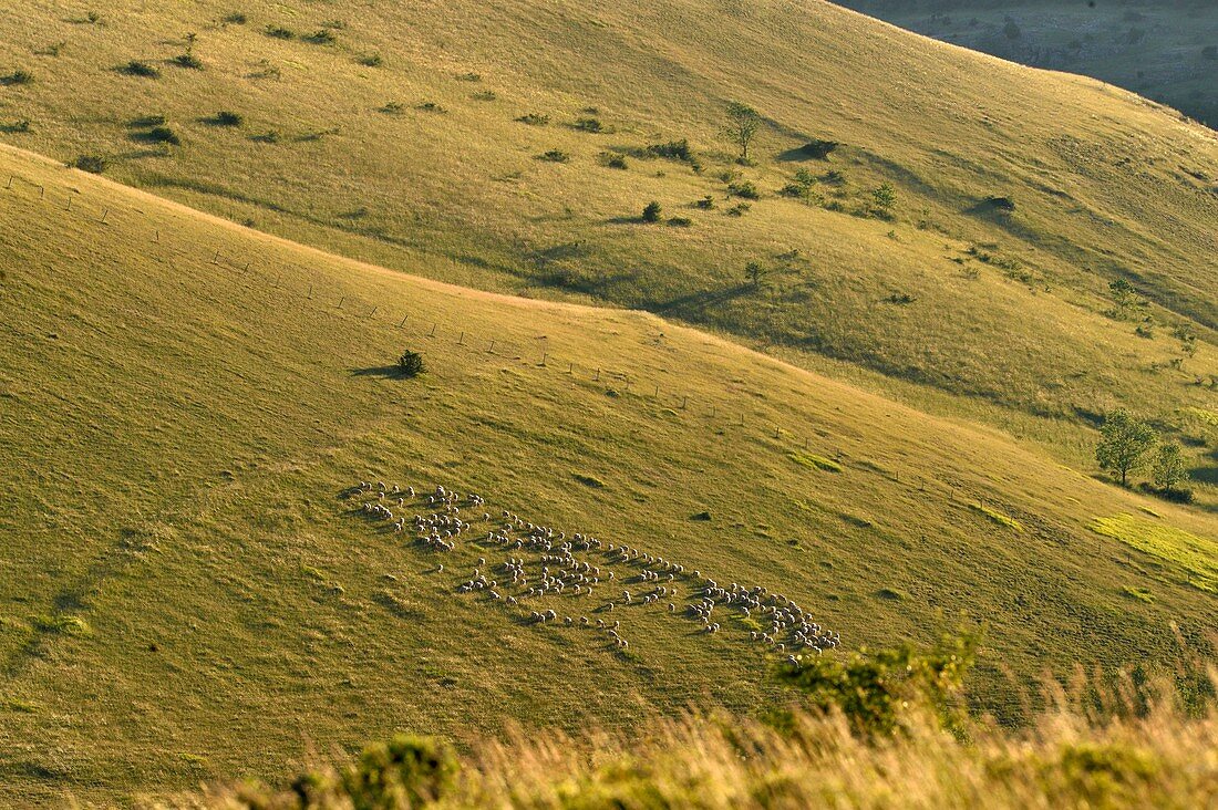 France, Lozere, the Causses and the Cevennes, Mediterranean agro pastoral cultural landscape, listed as World Heritage by UNESCO, Cevennes National Park (Parc National des Cevennes), listed as Biosphere Reserve by UNESCO, La cham des Bondons