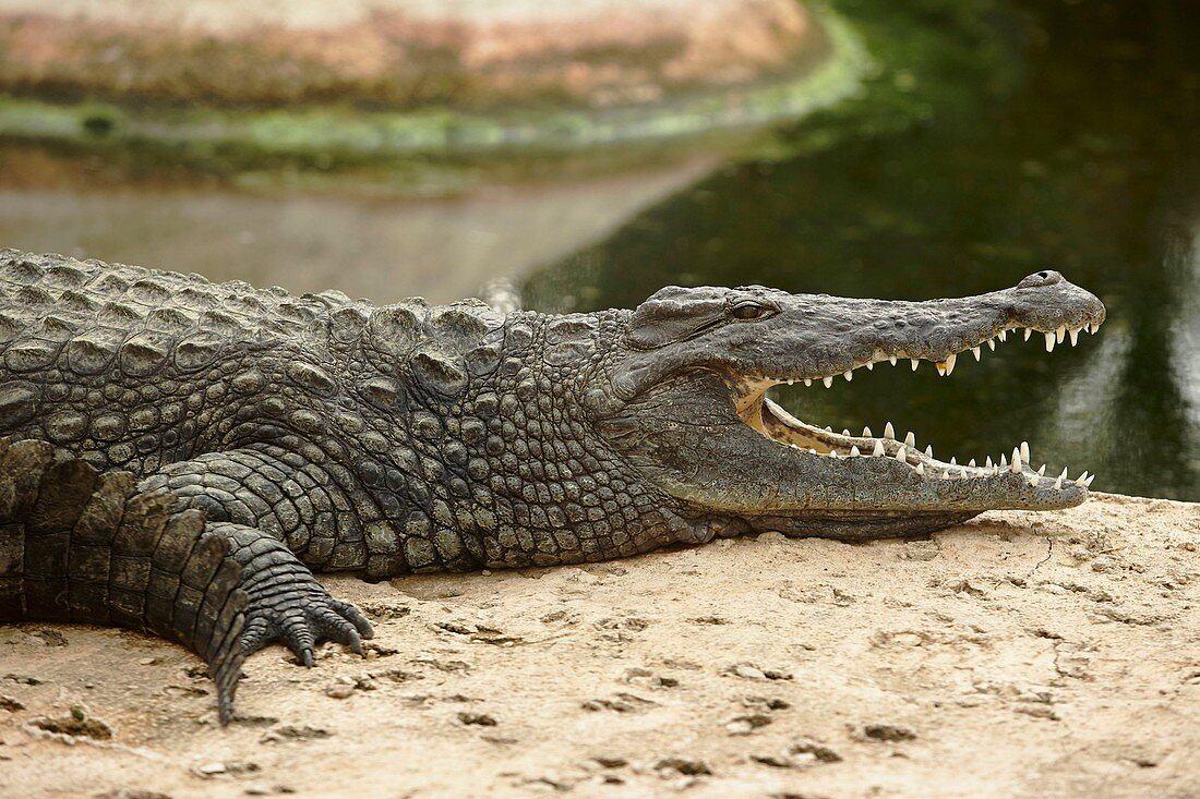 Frankreich, Vienne, Civaux, Zoologischer Park La Planète des Crocodiles (Der Planet der Krokodile), Salzwasserkrokodil (Crocodylus porosus)