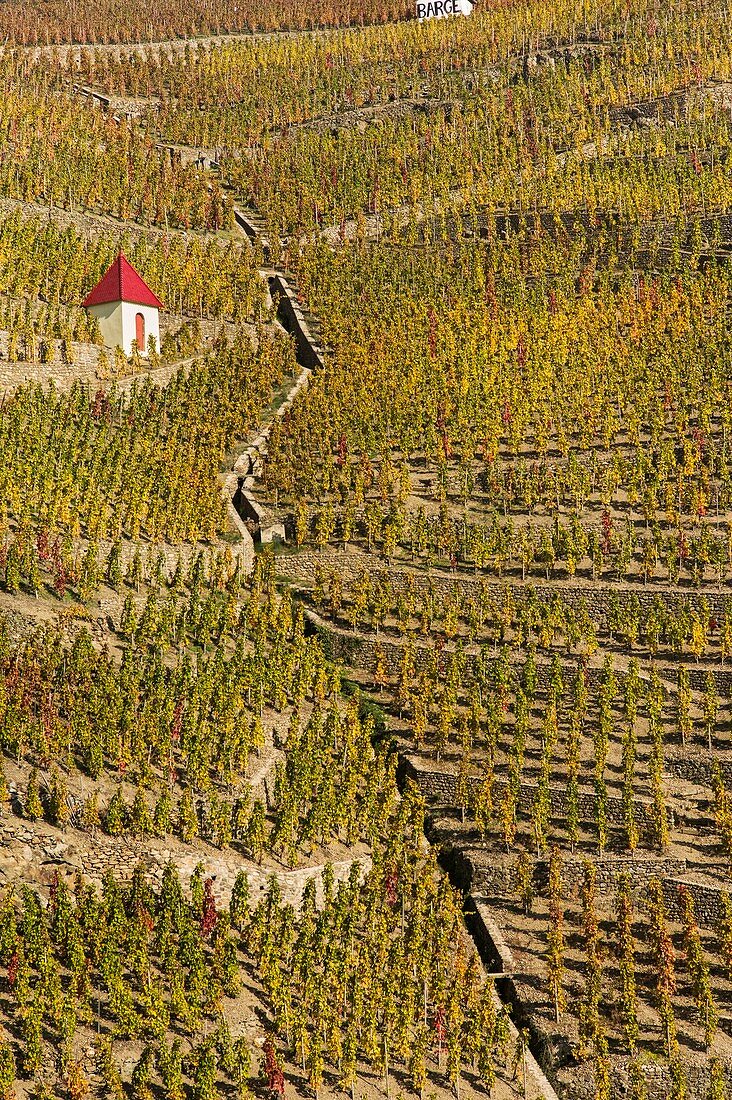 Frankreich, Rhone, Ampuis, Rhonetal, Weinanbaugebiet Côte du Rhone, Weinhänge Côte-Rôtie, Côte Brune