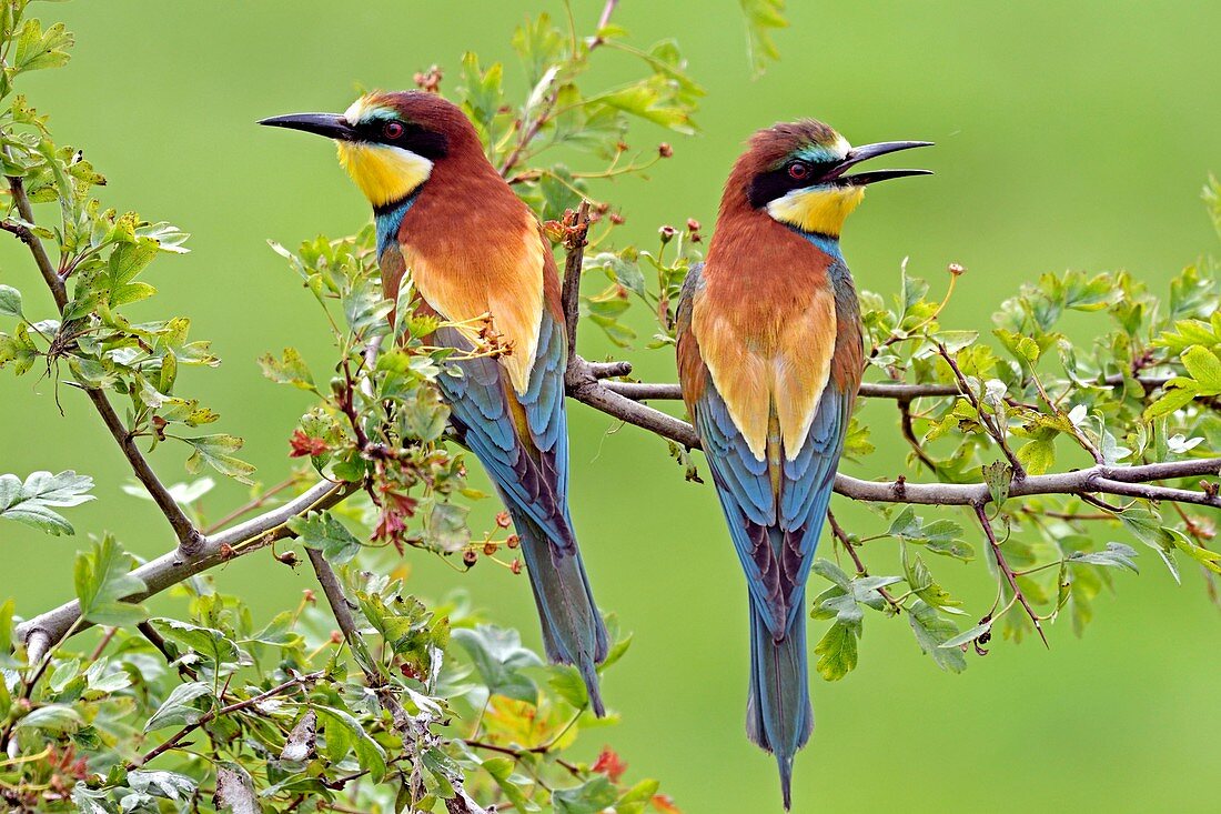 France, Jura, low valley of Doubs, European bee eater (Merops apiaster) couple nesting