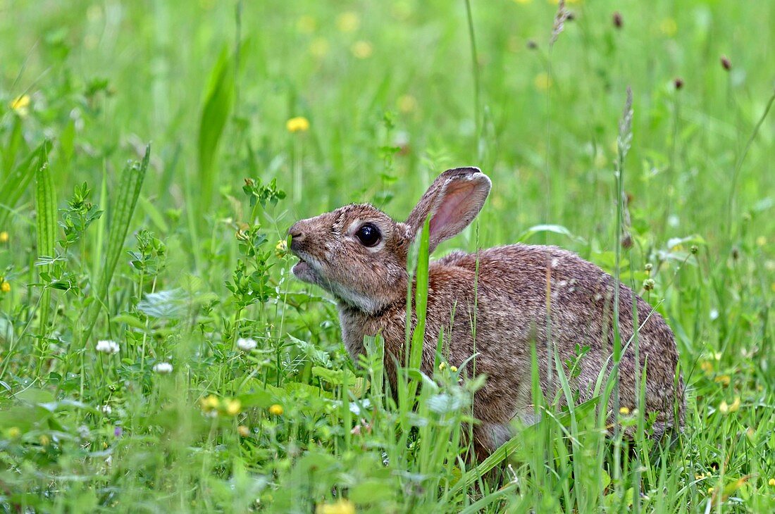 France, Doubs, wild rabbit feeding in a meadow
