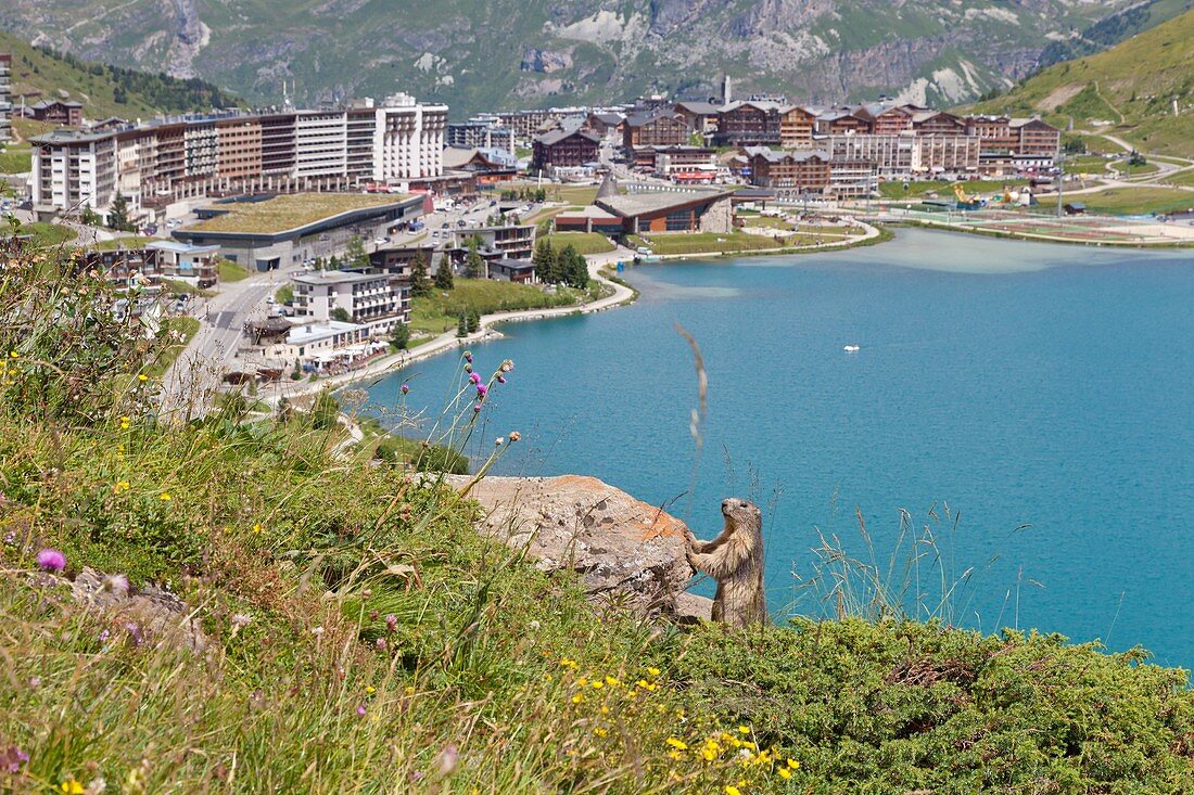 France, Savoie, Vanoise Massif, Tignes, marmot