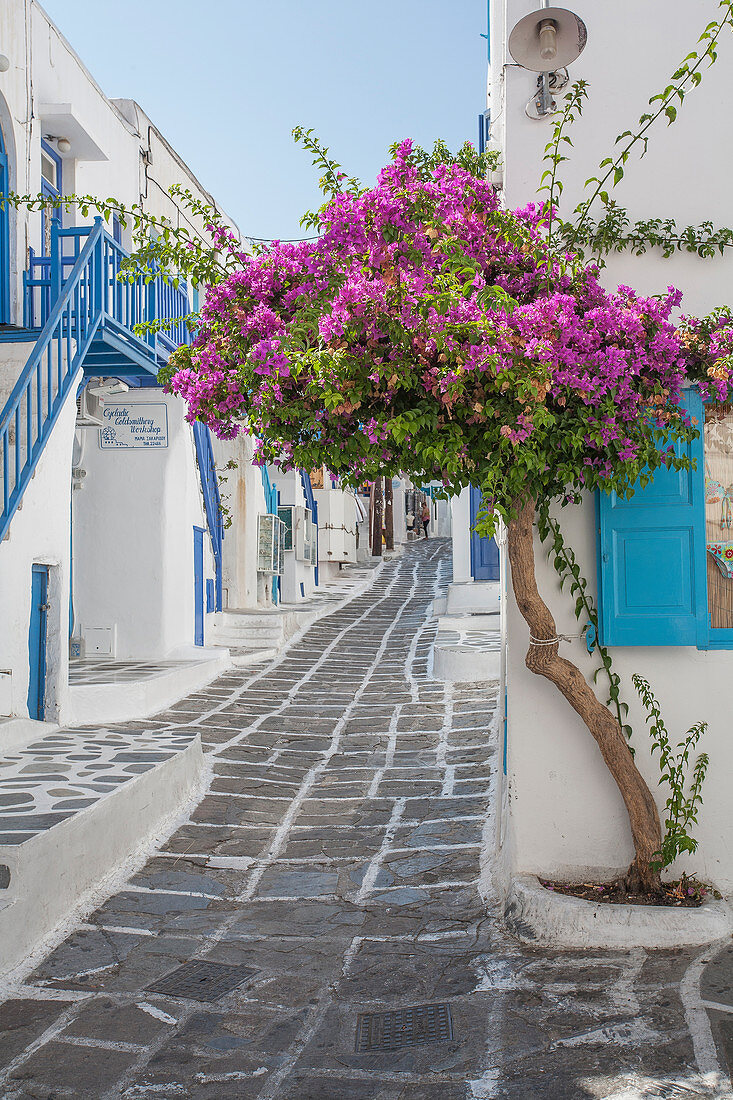 Lila Blumen am Gebäude in Mykonos, Griechenland