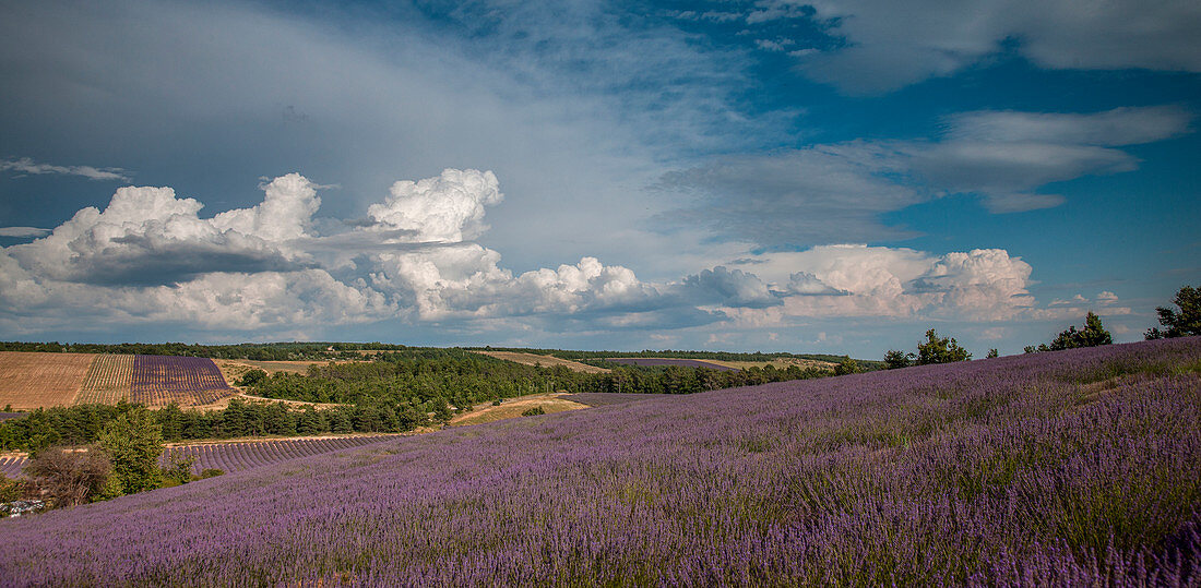 Lavender field in Provence, France